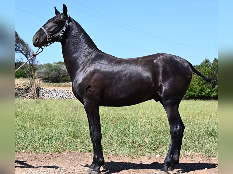 Menorquin Stallion 2 years 16 hh Black in Menorca