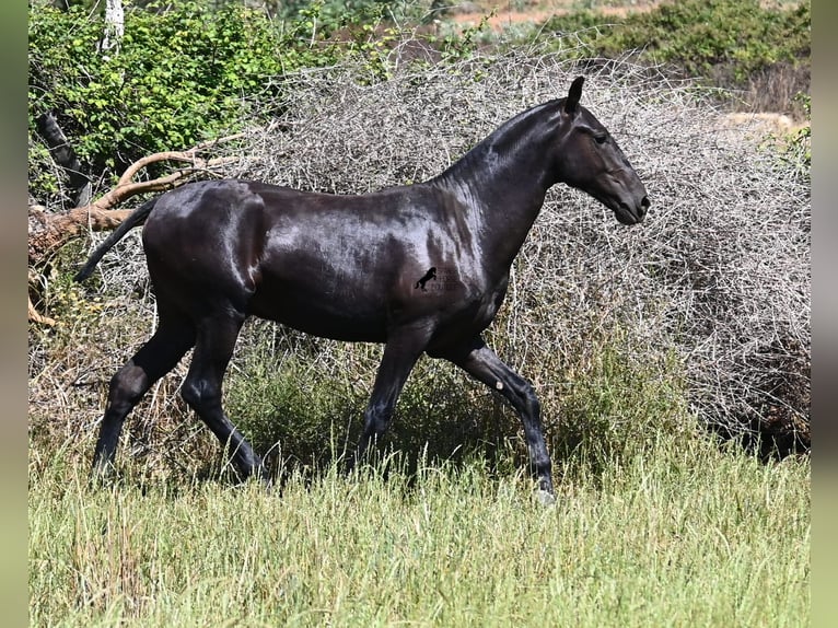 Menorquin Stallion 2 years 16 hh Black in Menorca
