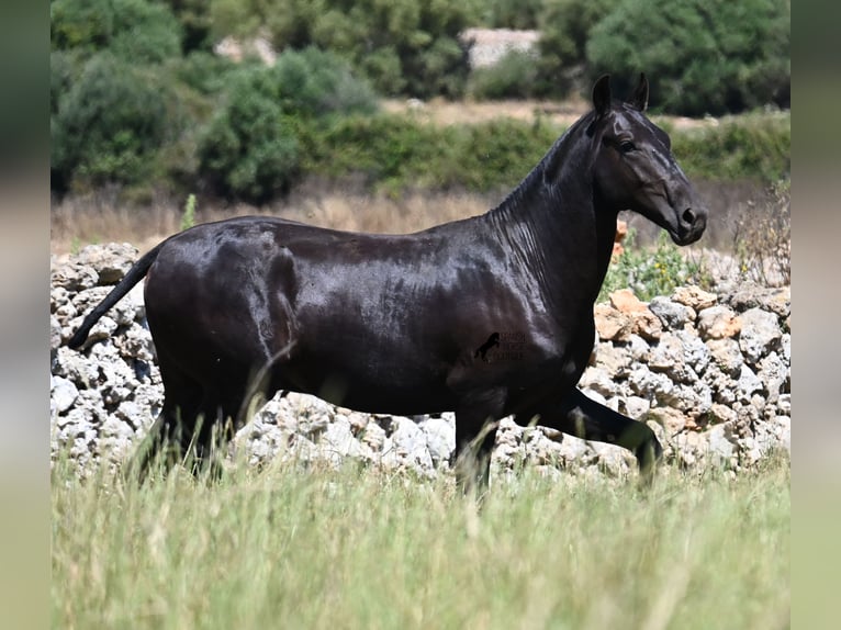 Menorquin Stallion 2 years 16 hh Black in Menorca