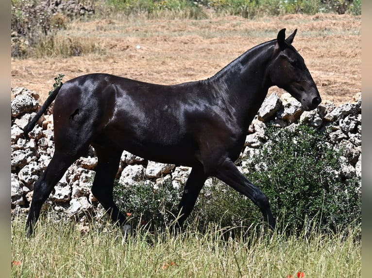 Menorquin Stallion 2 years 16 hh Black in Menorca