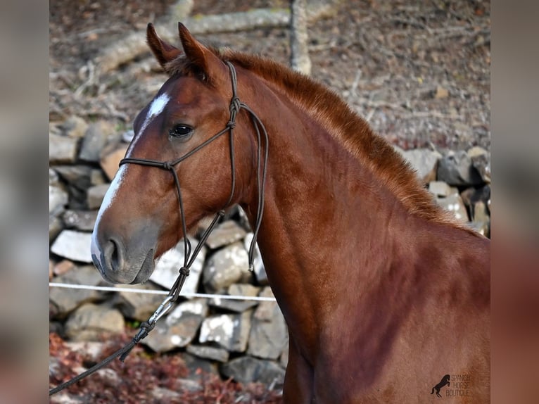 Menorquin Stallion 2 years 16 hh Chestnut-Red in Menorca