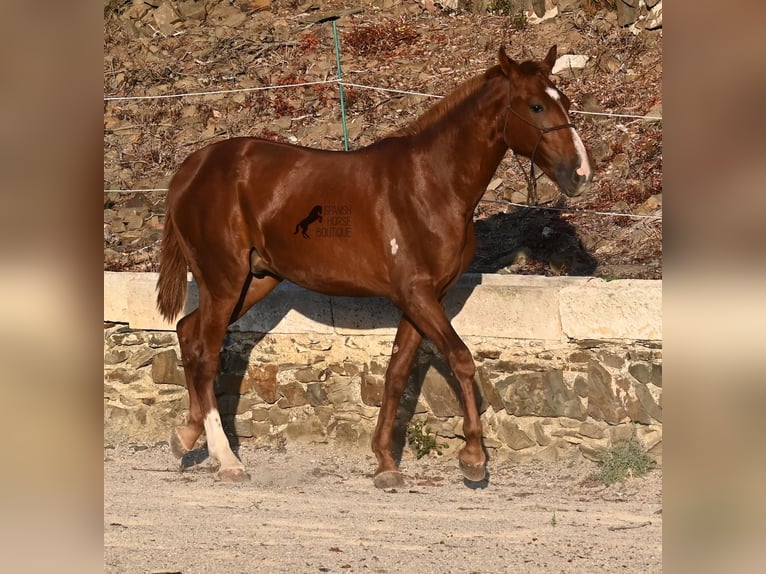 Menorquin Stallion 2 years 16 hh Chestnut-Red in Menorca