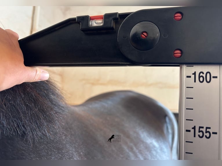 Menorquin Stallion 2 years 16,2 hh Black in Menorca