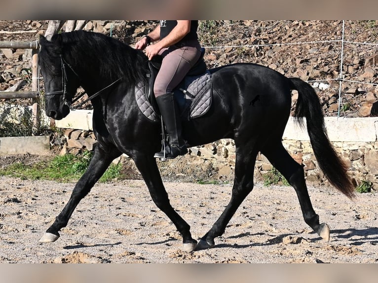Menorquin Stallion 3 years 14,3 hh Black in Menorca