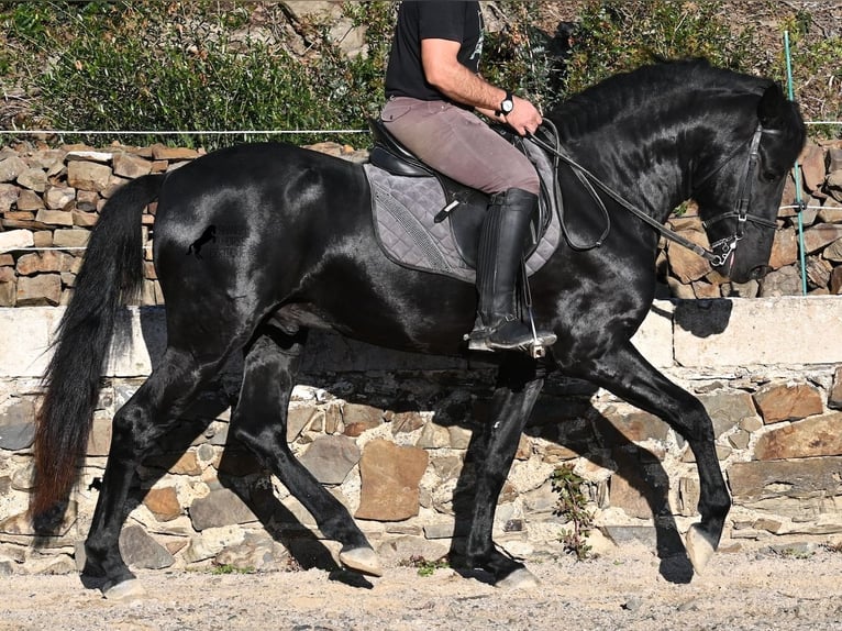 Menorquin Stallion 3 years 14,3 hh Black in Menorca
