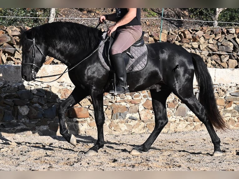 Menorquin Stallion 3 years 14,3 hh Black in Menorca