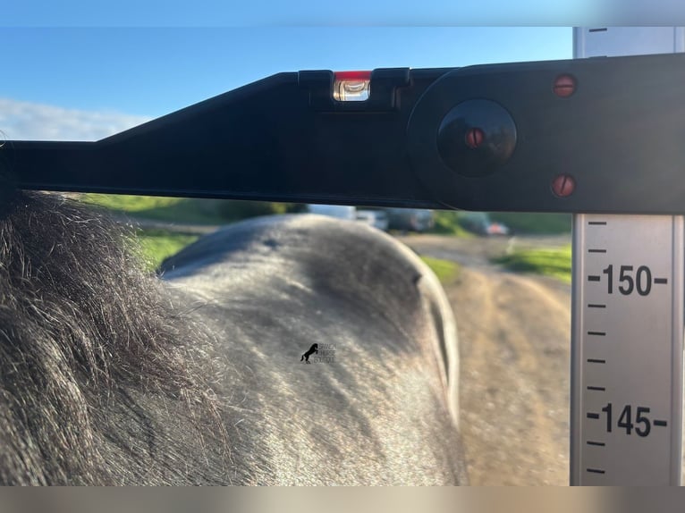 Menorquin Stallion 3 years 14,3 hh Black in Menorca