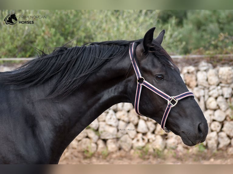 Menorquin Stallion 3 years 15,1 hh Black in Menorca