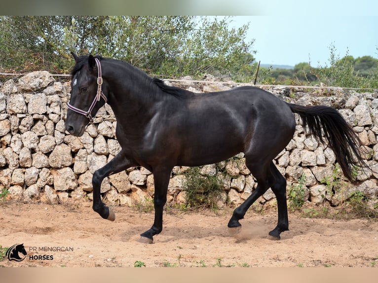 Menorquin Stallion 3 years 15,1 hh Black in Menorca