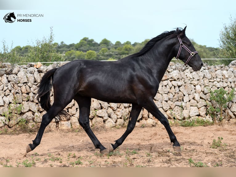 Menorquin Stallion 3 years 15,1 hh Black in Menorca