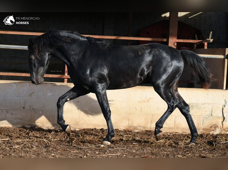 Menorquin Stallion 3 years 15,2 hh Black in Menorca