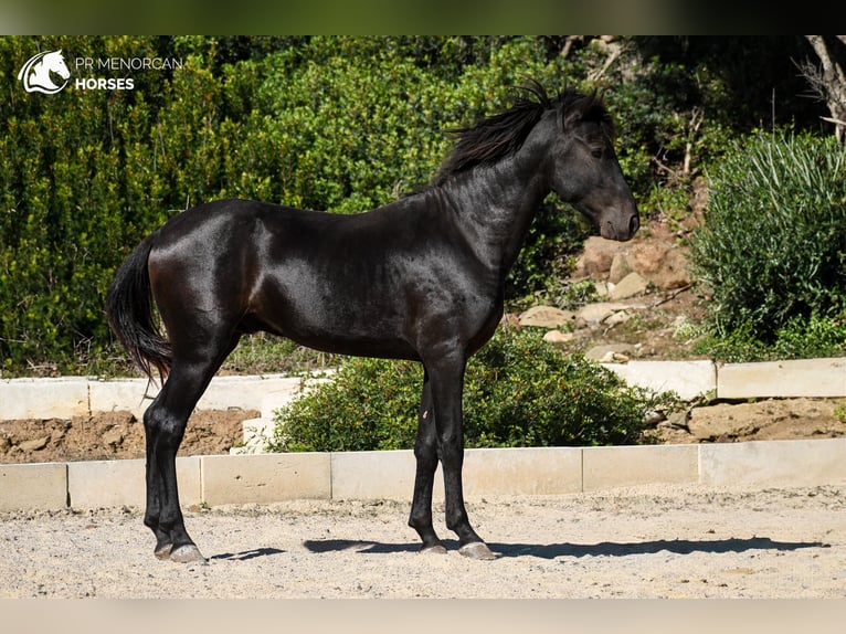 Menorquin Stallion 3 years 15,2 hh Black in Menorca