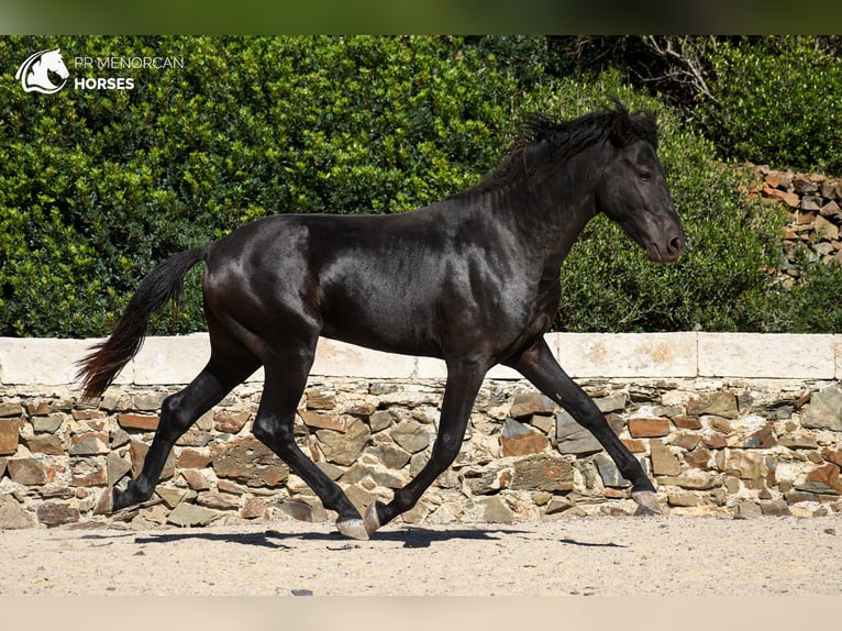 Menorquin Stallion 3 years 15,2 hh Black in Menorca