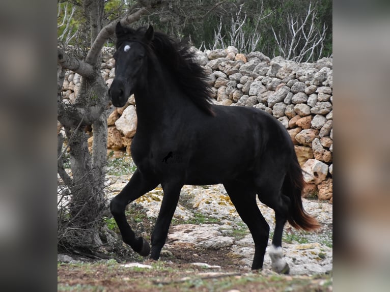 Menorquin Stallion 3 years 15,2 hh Black in Menorca