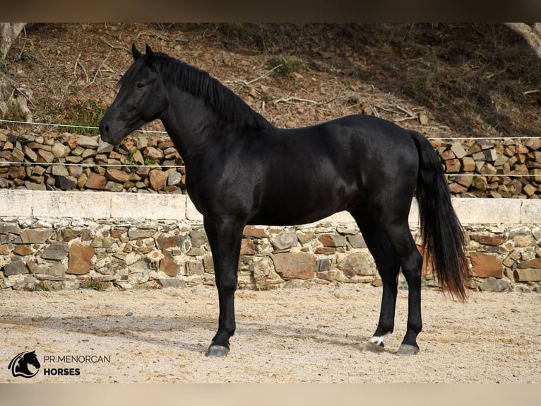 Menorquin Stallion 3 years 15.2 hh Black in Ciutadella De Menorca