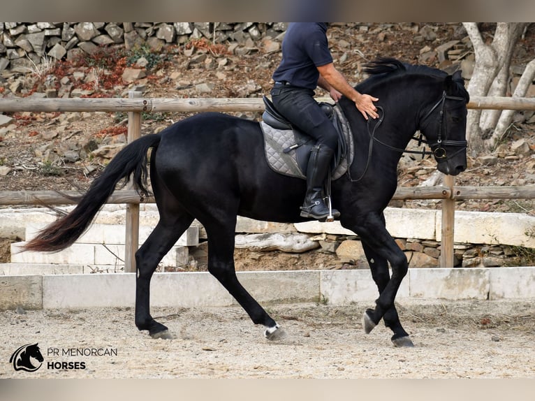 Menorquin Stallion 3 years 15.2 hh Black in Ciutadella De Menorca