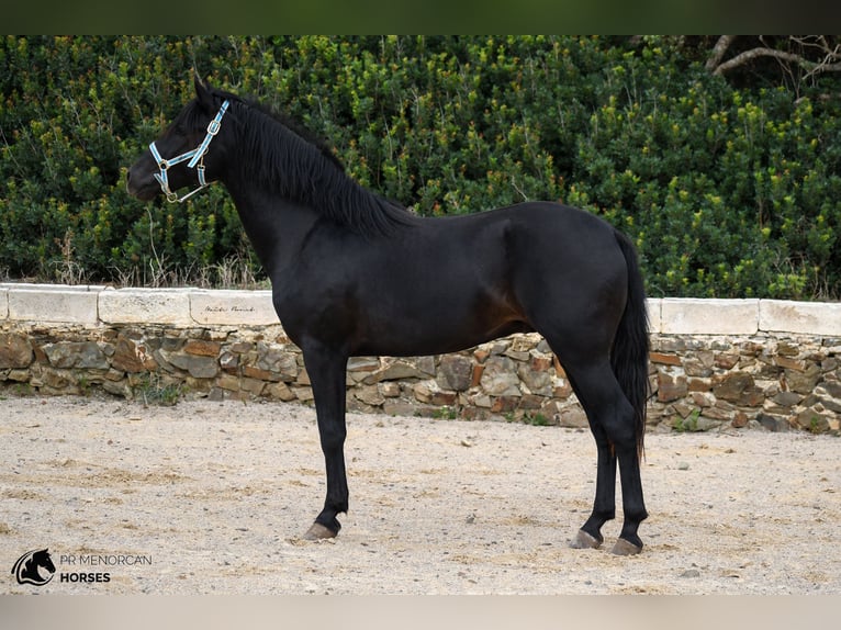 Menorquin Stallion 3 years 15,2 hh Black in Menorca