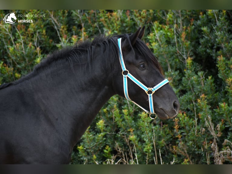 Menorquin Stallion 3 years 15,2 hh Black in Menorca