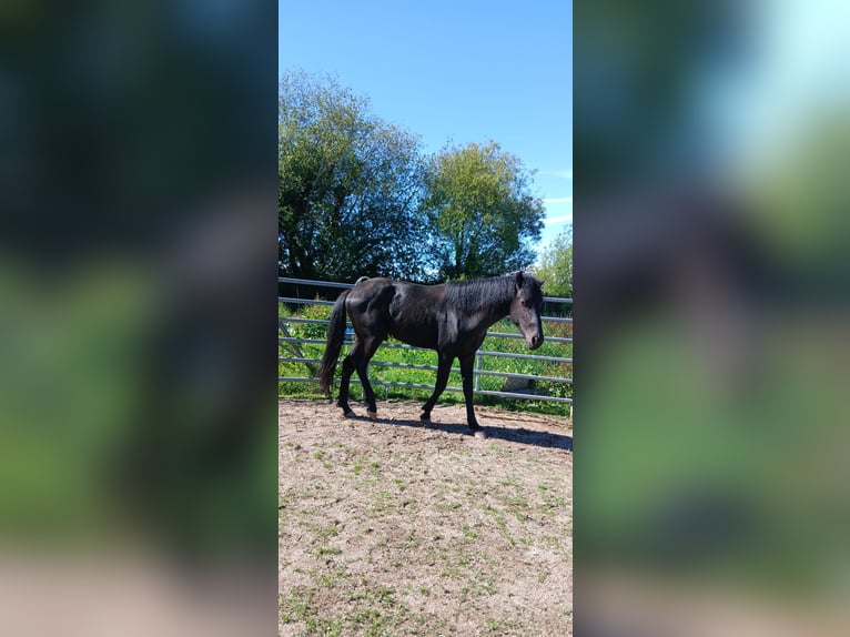 Menorquin Stallion 3 years 15.2 hh Smoky-Black in Dinéault