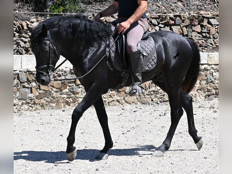 Menorquin Stallion 3 years 15,1 hh Black in Menorca