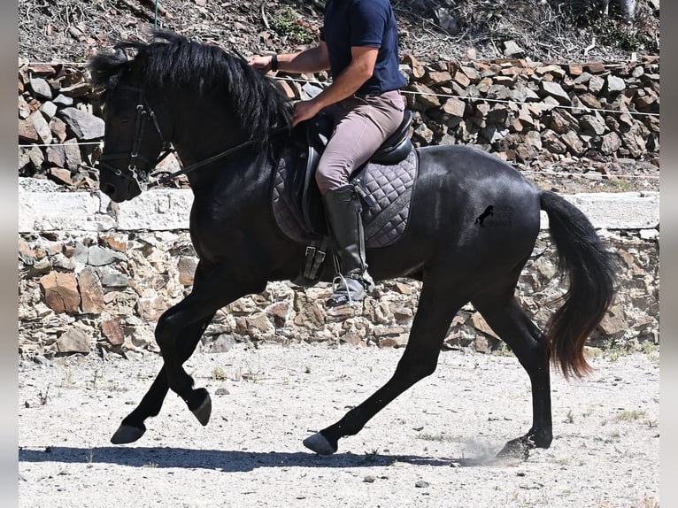 Menorquin Stallion 3 years 15,1 hh Black in Menorca