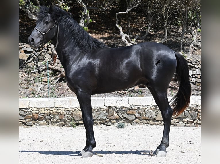 Menorquin Stallion 3 years 15,1 hh Black in Menorca