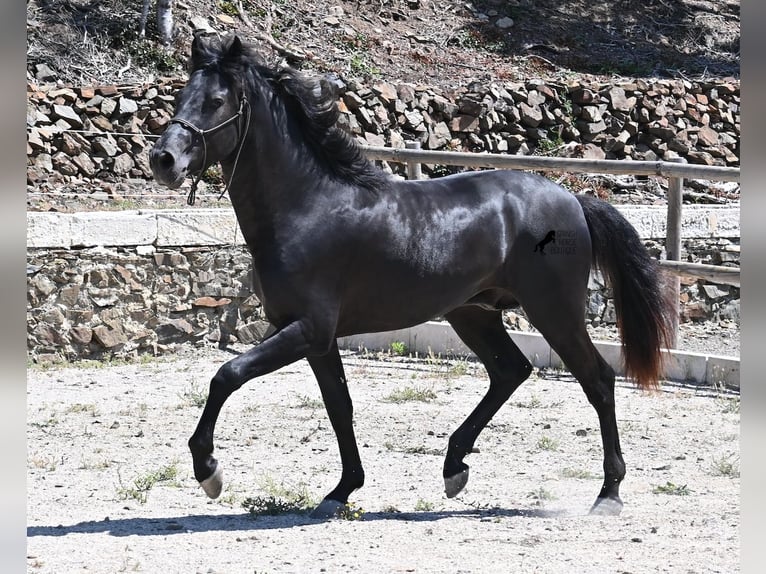 Menorquin Stallion 3 years 15,1 hh Black in Menorca