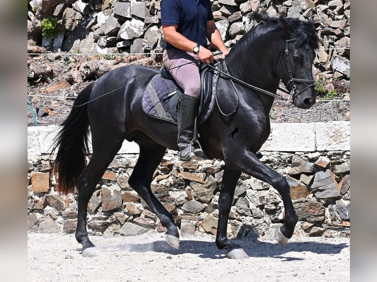 Menorquin Stallion 3 years 15,1 hh Black in Menorca