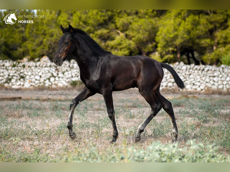 Menorquin Stallion 3 years 15,2 hh Black in Menorca