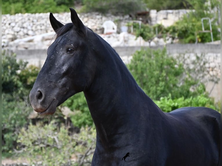 Menorquin Stallion 3 years 16.1 hh Black in Menorca