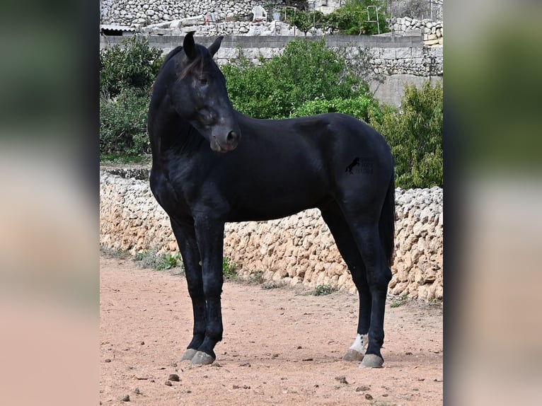 Menorquin Stallion 3 years 16.1 hh Black in Menorca