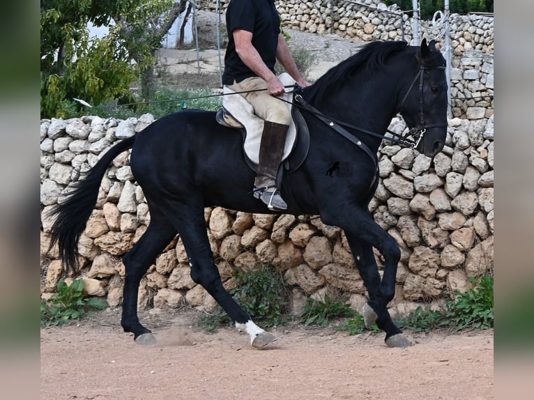 Menorquin Stallion 3 years 16.1 hh Black in Menorca