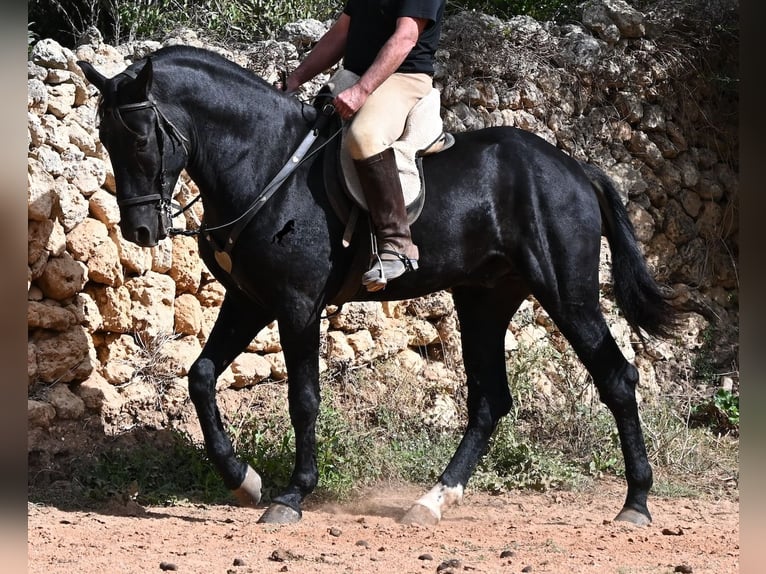 Menorquin Stallion 3 years 16.1 hh Black in Menorca