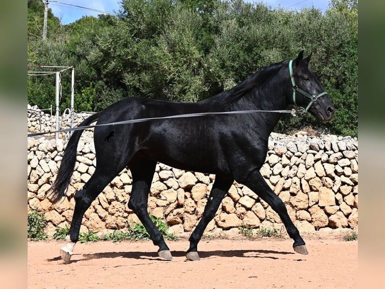 Menorquin Stallion 3 years 16.1 hh Black in Menorca