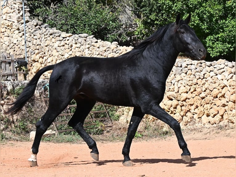Menorquin Stallion 3 years 16.1 hh Black in Menorca