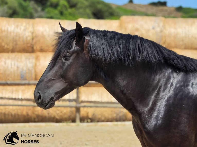 Menorquin Stallion 3 years 16 hh Black in Menorca