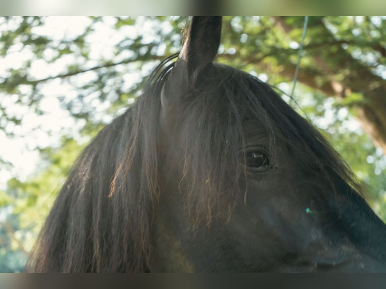 Menorquin Stallion 3 years 16,1 hh Black in Pilona