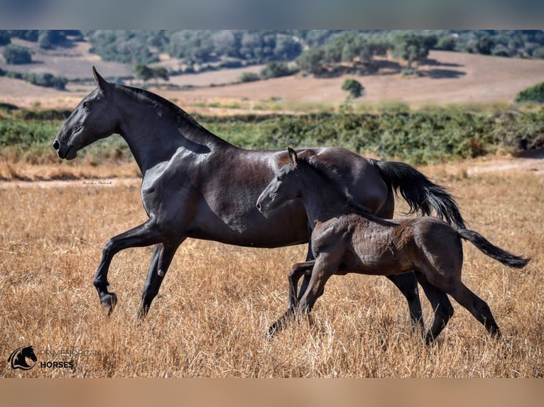 Menorquin Stallion 3 years 16,1 hh Black in Pilona