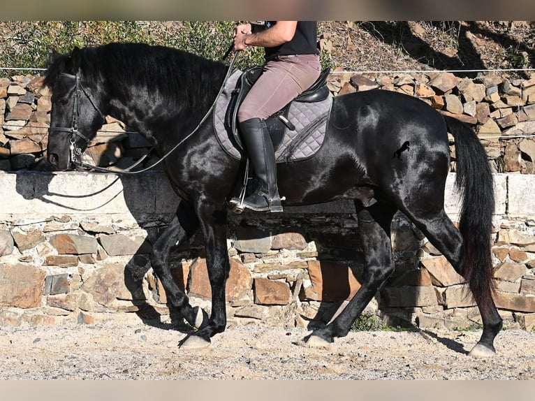 Menorquin Stallion 4 years 14,3 hh Black in Menorca