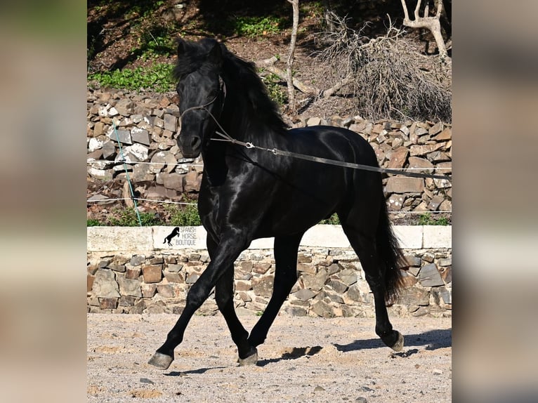 Menorquin Stallion 4 years 14,3 hh Black in Menorca
