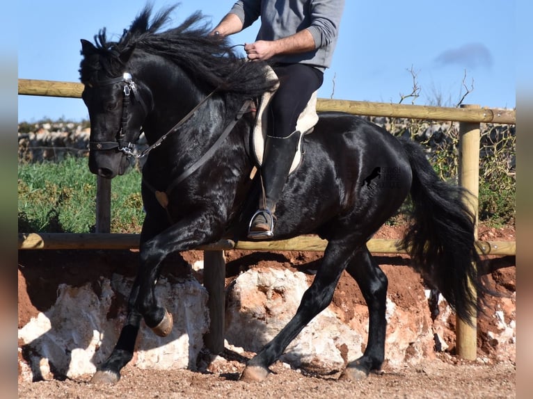 Menorquin Stallion 4 years 14,3 hh Black in Menorca