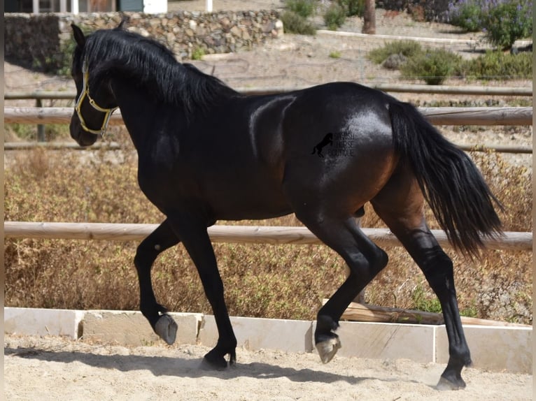 Menorquin Stallion 4 years 15,1 hh Black in Menorca