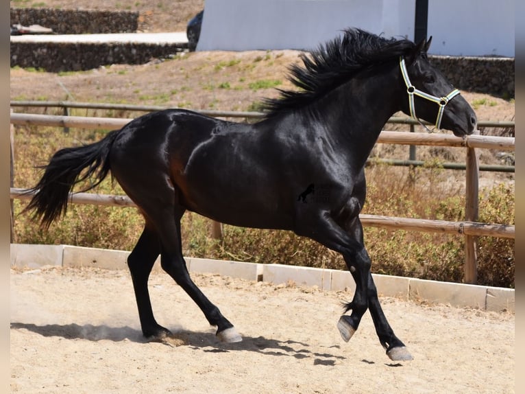 Menorquin Stallion 4 years 15,1 hh Black in Menorca