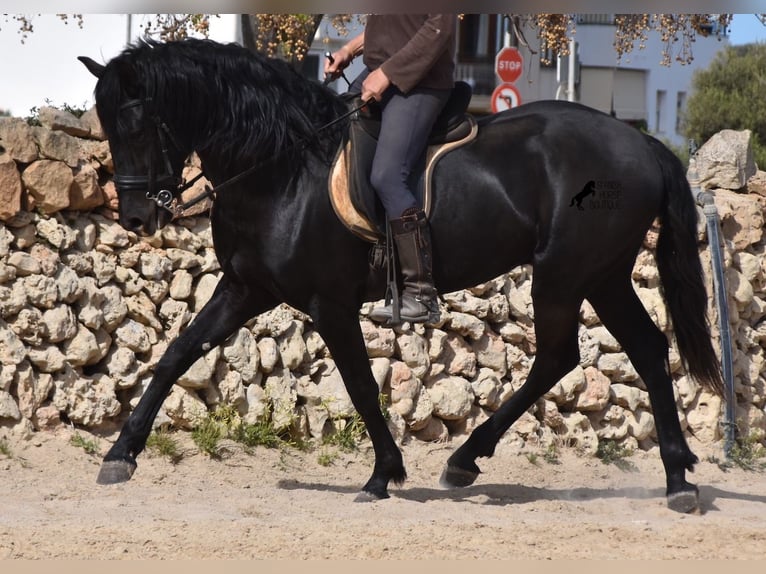 Menorquin Stallion 4 years 15,2 hh Black in Menorca