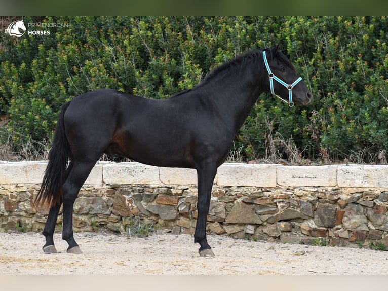 Menorquin Stallion 4 years 15,2 hh Black in Menorca