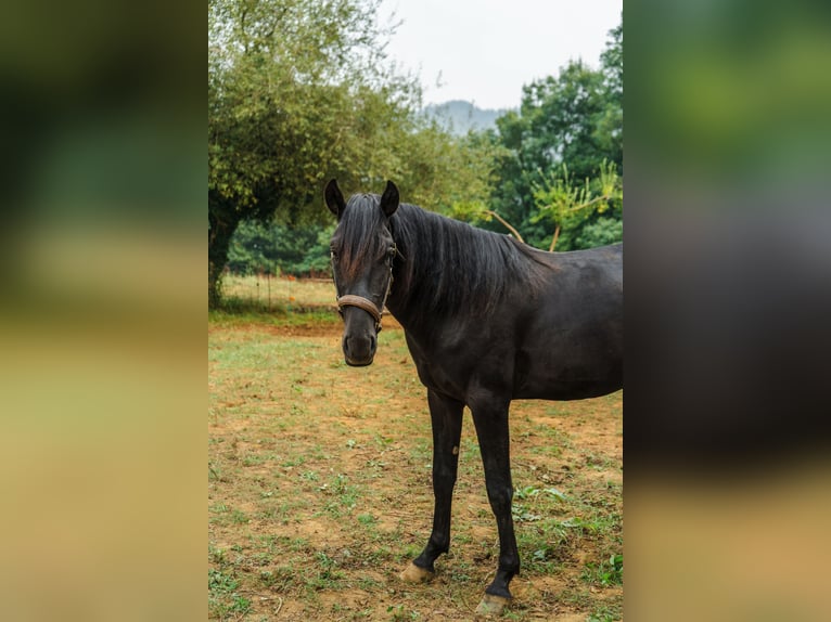 Menorquin Stallion 4 years 15,3 hh Black in Piloña