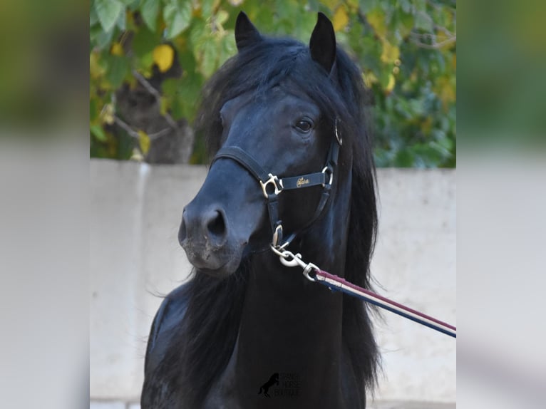 Menorquin Stallion 4 years 16 hh Black in Menorca