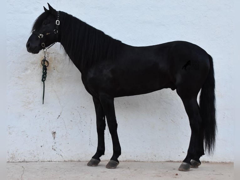 Menorquin Stallion 4 years 16 hh Black in Menorca