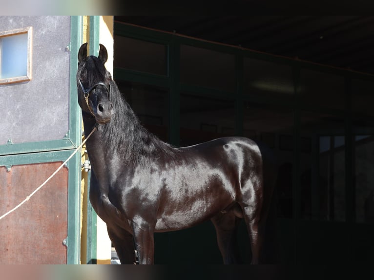 Menorquin Stallion 5 years 15,1 hh Black in Menorca