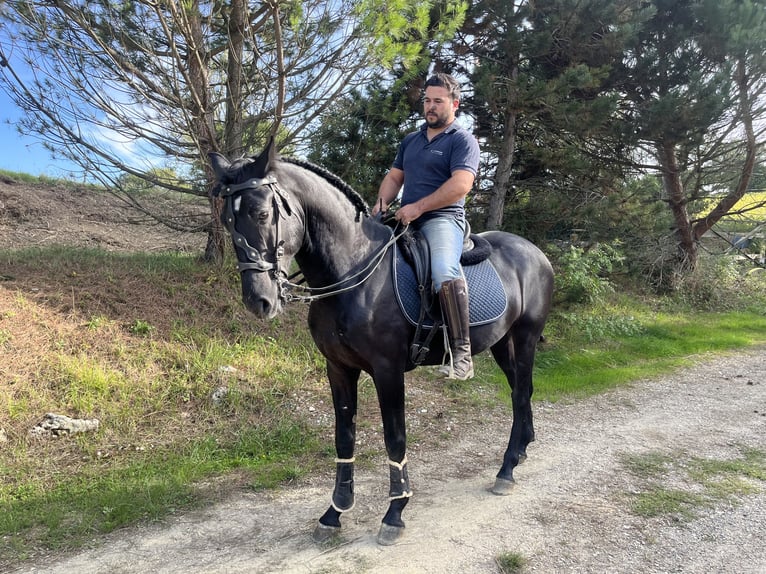 Menorquin Stallion 5 years 15,2 hh Black in Fleurance